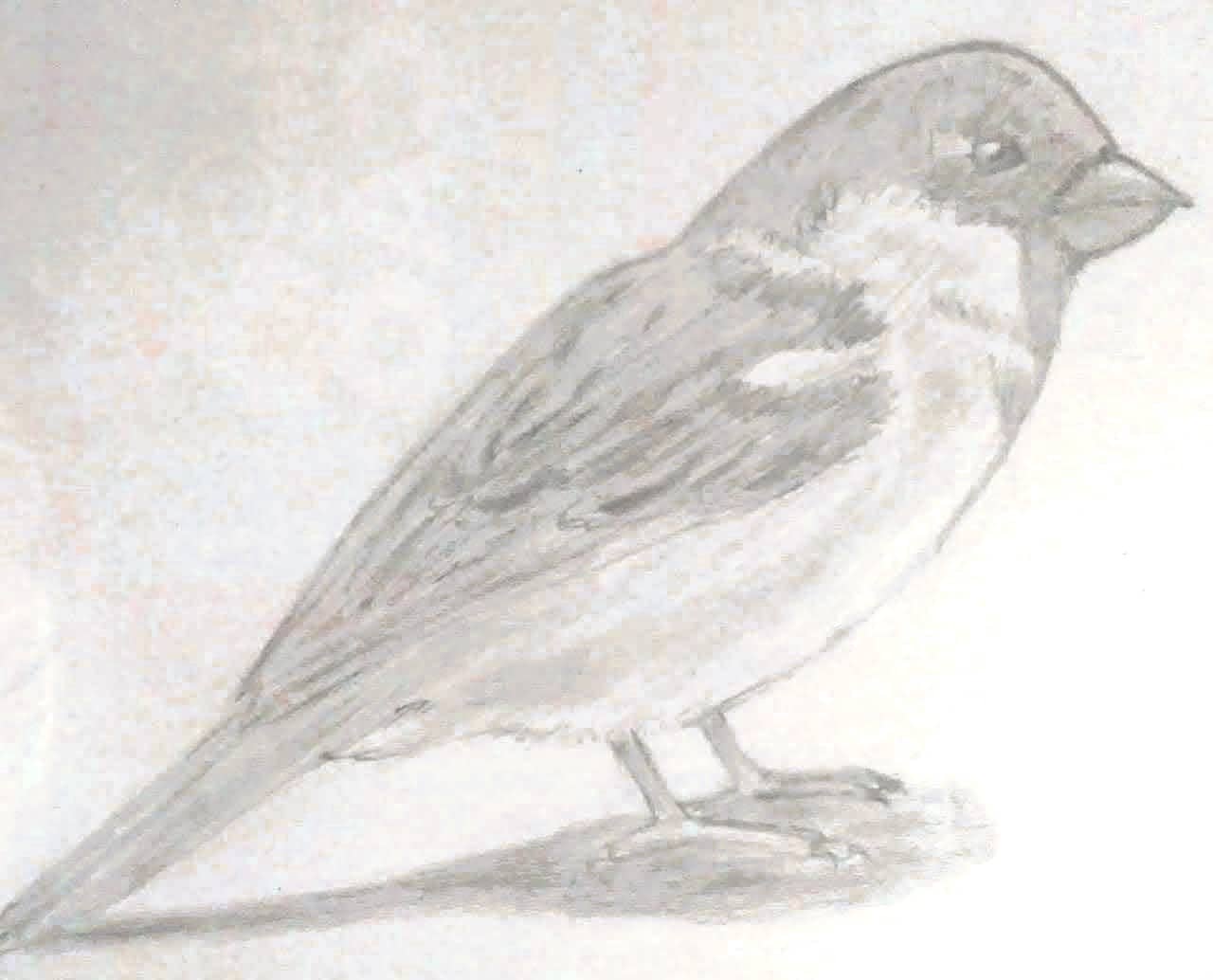 Drawing sample