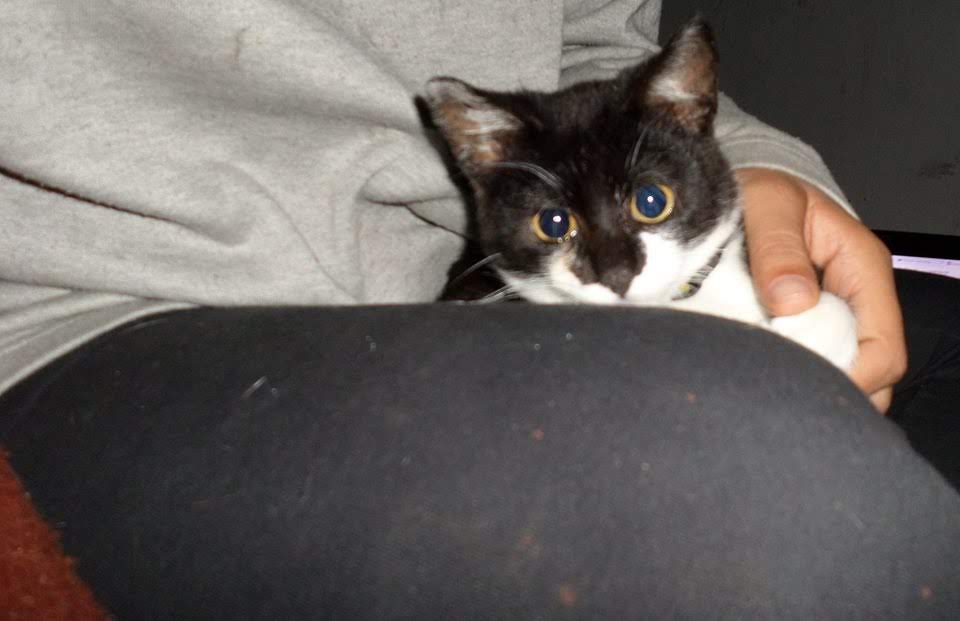 Kitten Vinagre