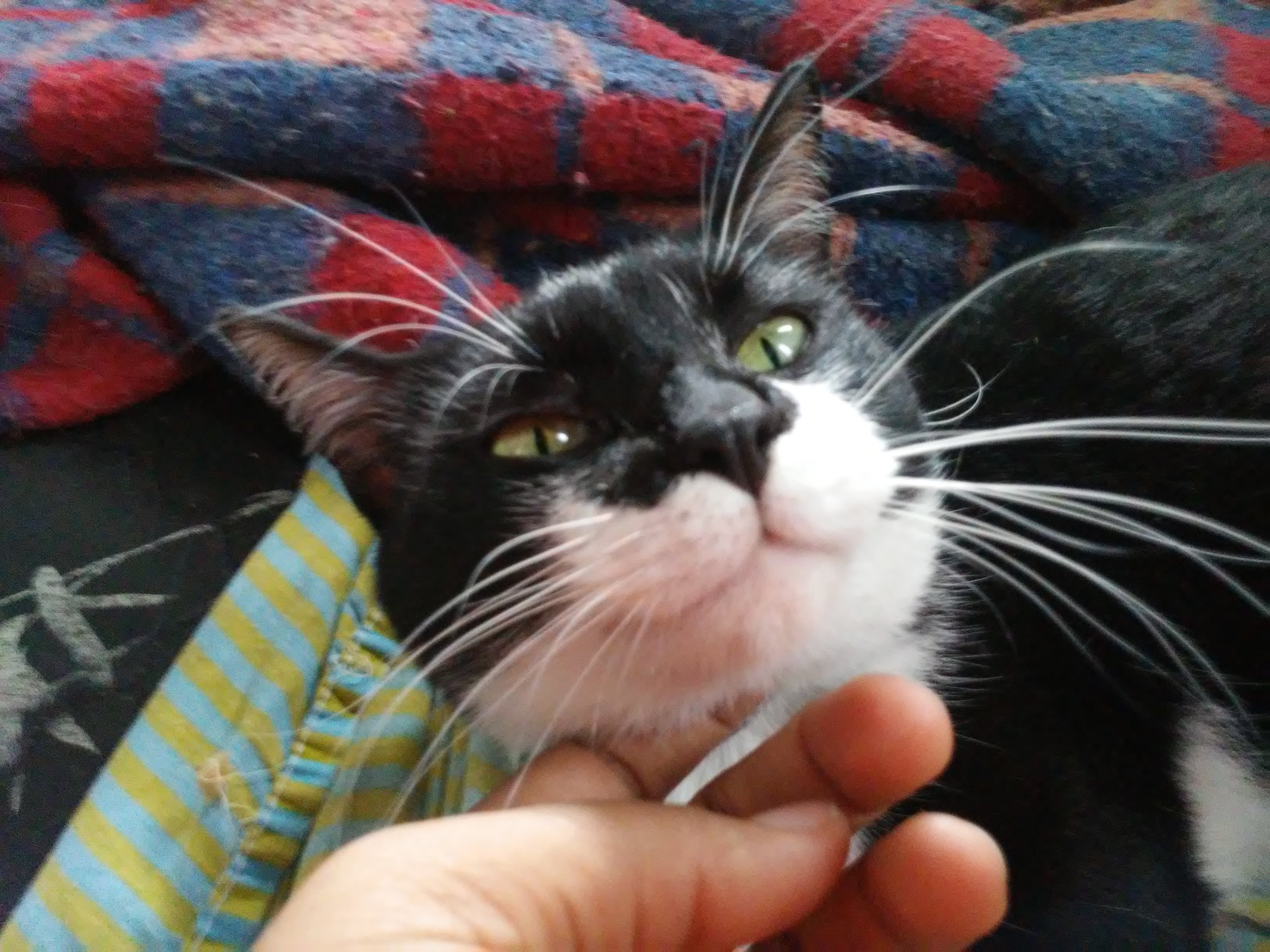 Vinagre enjoying scratches on his chin