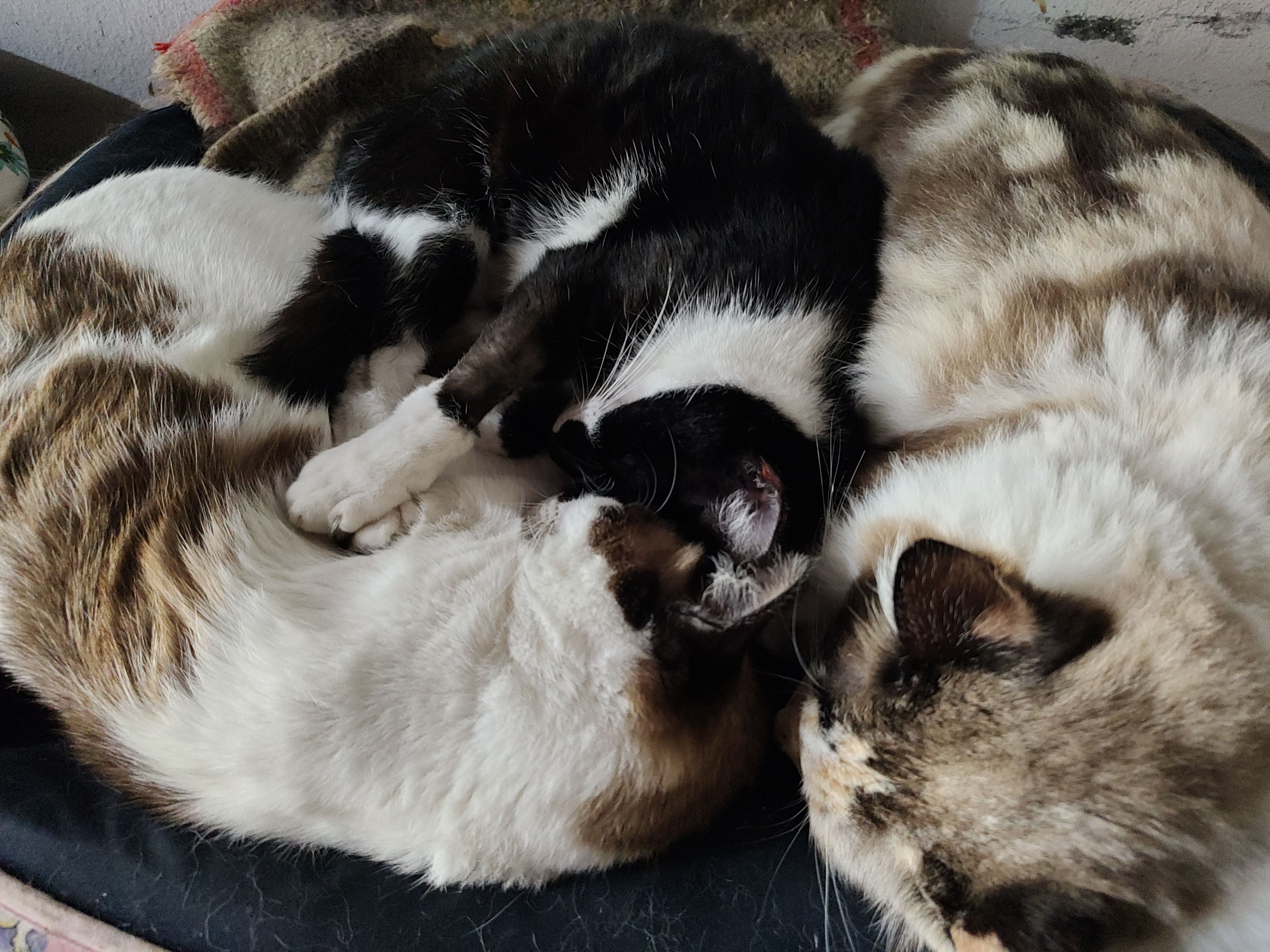 Vinagre cuddling with his siblings