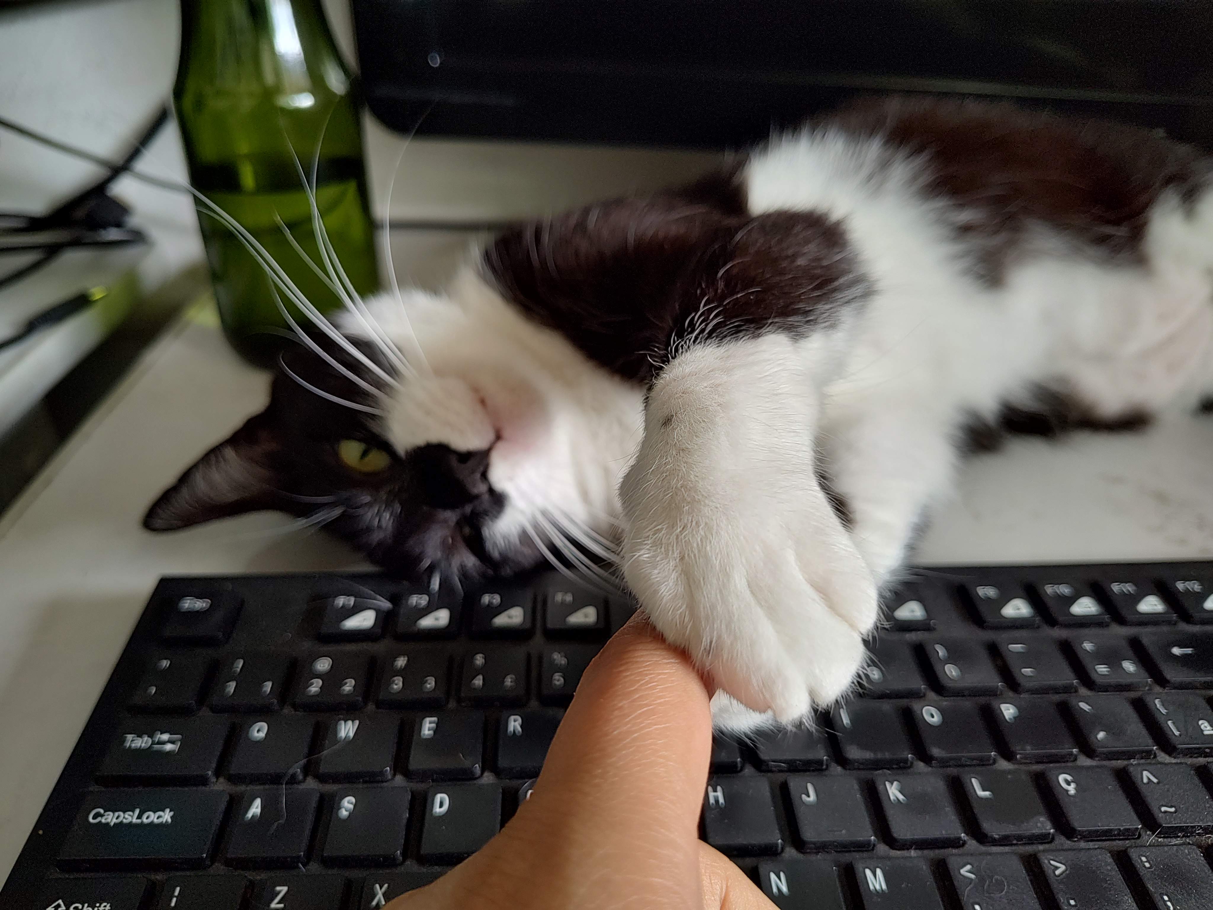 Vinagre at my desk, grabbing my fingers